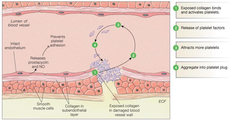 Hemostasis: Vasoconstriction & Plug Formation Mohie