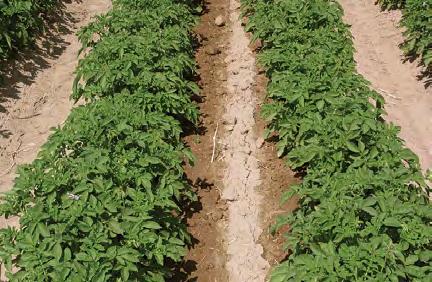 Sustainable Agriculture Techniques EM 8912 Revised January 2013 Drip Irrigation Guide for Potatoes C.C. Shock, F. Wang, R. Flock, E. Eldredge, A. Pereira, and J.