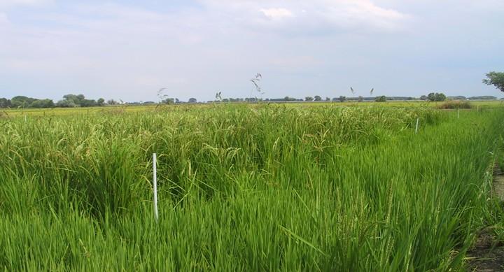 Control of difficult weeds example Oryza sativa