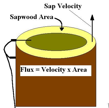 Flux = Velocity x Sapwood Area