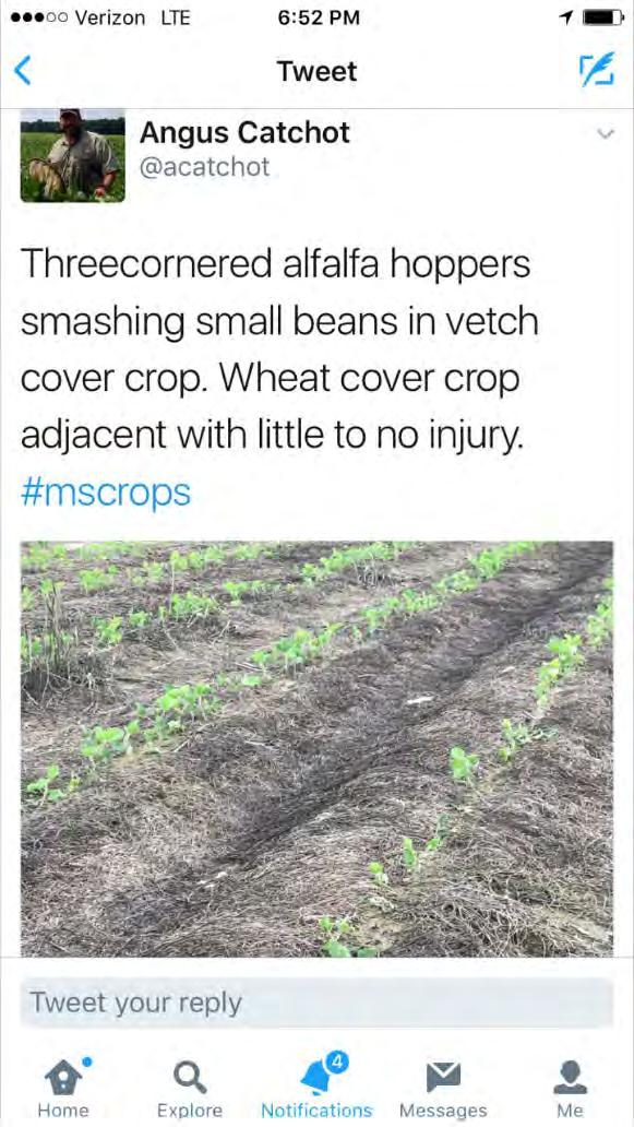 Cover crops Threecornered alfalfa hopper in