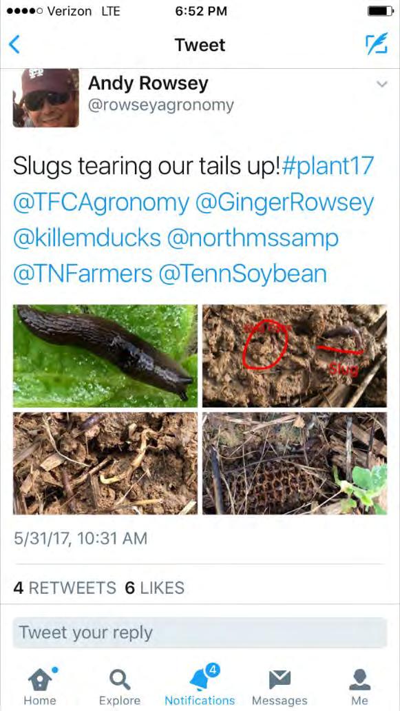 peas Slugs, slugs, slugs in no-till fields