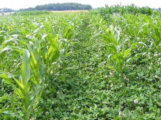 Cover Crops can have positive attributes that you are all well aware of including Erosion control Prevention of