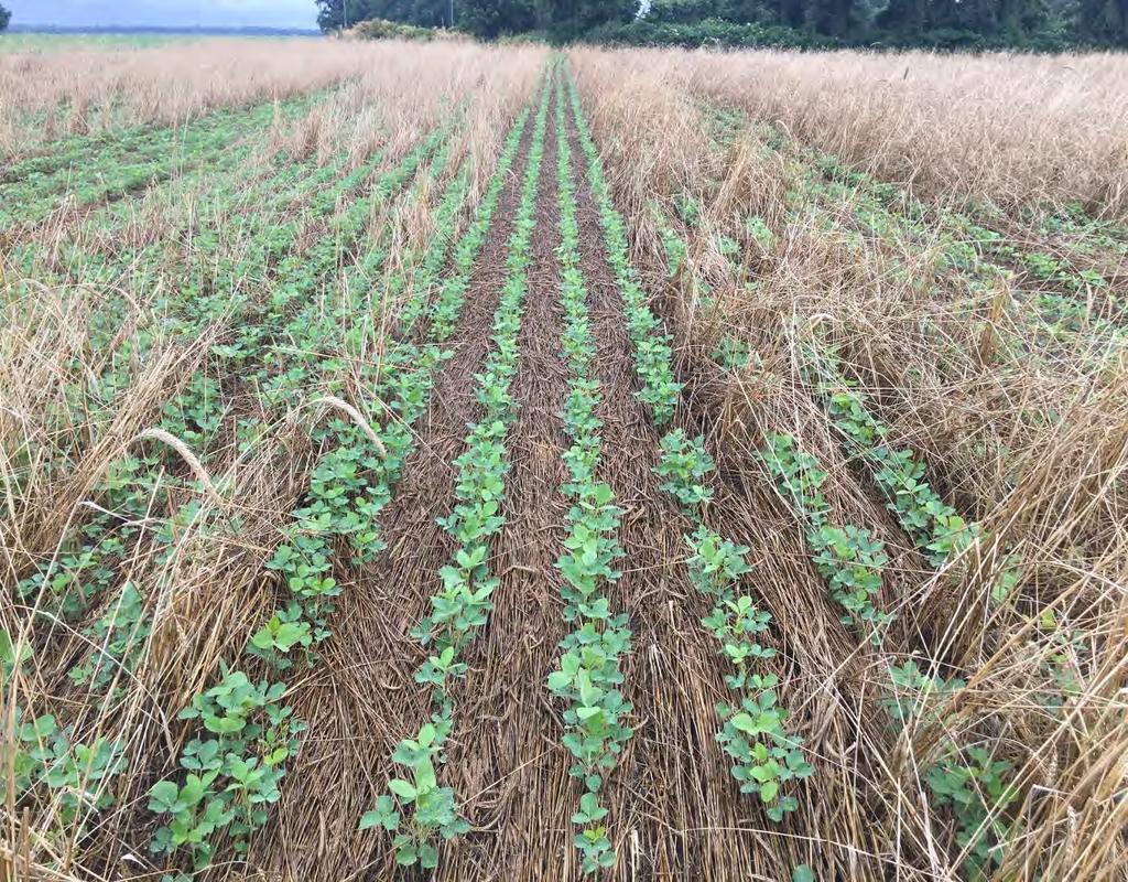 Integrating Cover Crops and Herbicides for Weed Management