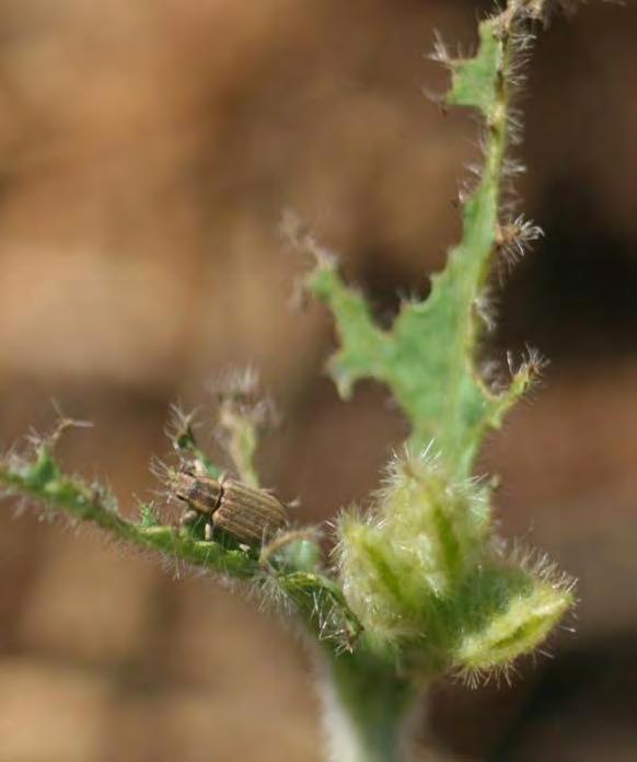 Observations on Pea Leaf Weevil in Soybean Often abundant in fields