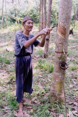 Presentation outline Natural rubber in Indonesia Improved rubber