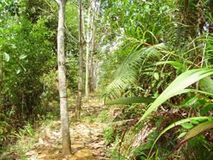 Rubber Agroforestry Systems (RAS) RAS-1: