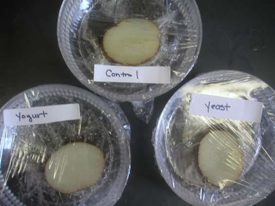 10. Repeat steps 7-9 with the yeast culture instead of the bacterial culture. Label your potatoes appropriately. 11.