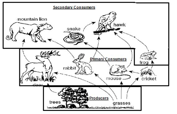 Okay now that we have categorized each trophic group and put each organism into them it is time to build food chains interconnecting our trophic levels into a web using arrows that show energy flow