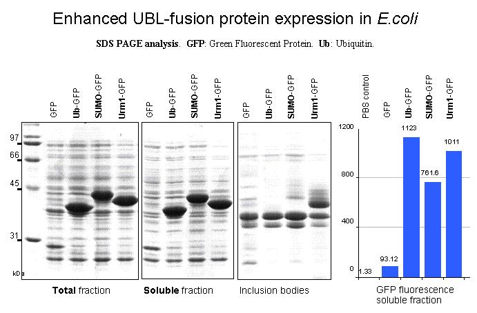 SUMO, like Ub, dramatically enhances expression and chaperones correctly folded protein; however, unlike DUBs, SUMO proteases are extremely efficient at cleaving fusion proteins.