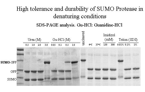 SUMOpro for Peptides (continued) SUMO protease is extremely durable (see Figure 3), cleaving consistently over a broad range of temperature and ionic strength.