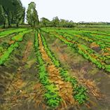 Use less agrochemical products and fewer soil treatments USE ORGANIC MANURE RATHER THAN CHEMICAL FERTILISERS Compost organic waste and dig crop residues and weeds into the soil.