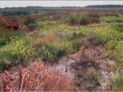 Site Design Features 19.7 acres of jurisdictional wetlands replaced at 3.