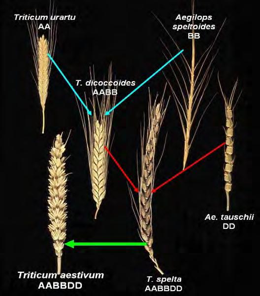 Synthetic pre-breeding Synthetic wheat Durum Ae.