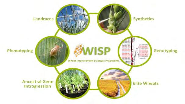 Wild relatives Integrated public-sector pre-breeding New germplasm Landraces Synthetics Ancestral introgressions Genotyping Re-sequencing, SNP discovery, polymorphism screening across donors Bespoke