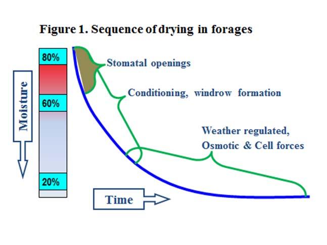 HAY HARVESTING EQUIPMENT AND HARVEST STRATEGIES FOR QUALITY Dan Undersander 1 ABSTRACT If we understand and use the biology and physics of forage drying, not only does the hay or haylage dry faster