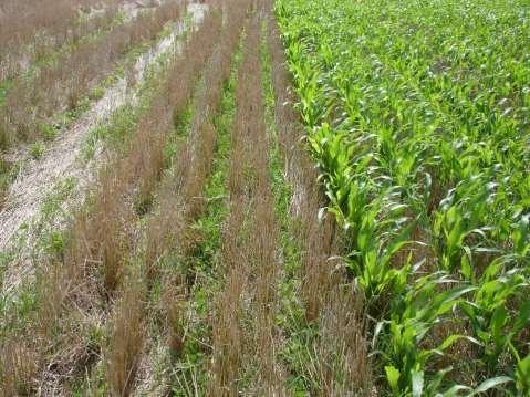 2008 dryland corn Wheat stubble 166 Milo cover crop 175 Beans cover crop 179 Corn Yields, bu/a None Carbon