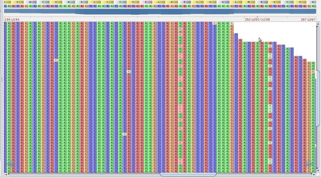 Coverage for SNP detection Wheat, nucleosome/chromatin assembly