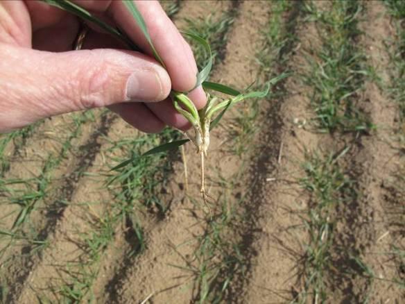 Poor root development caused by dry soils. Photo by Jim Shroyer, K-State Research and Extension. * Aluminum toxicity (low-ph soils).