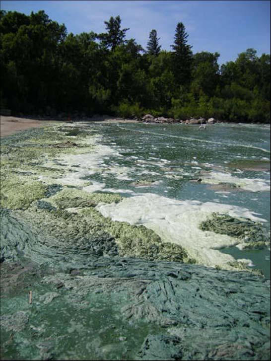 Problems with Eutrophication Algal