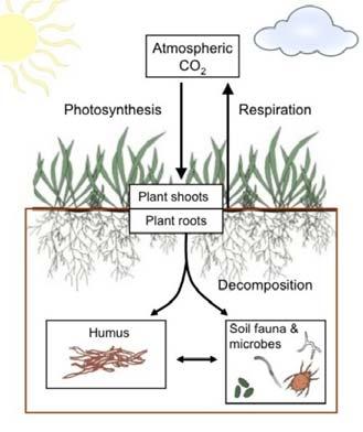 Natural Sources of Carbon Dioxide (CO 2 ) Soil respiration and decomposition Another important natural source of carbon dioxide is soil respiration and decomposition, which accounts for 28.