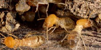 Termites eat cellulose but rely on micro organisms in their gut to digest it which produces methane during the process.