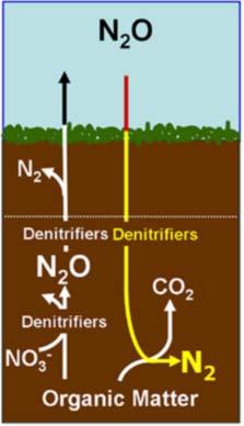 Natural Sources of Nitrous Oxide (N 2 O) Soils under natural vegetation. The largest natural source of nitrous oxide is from soils under natural vegetation. This produces 60% of natural emissions.