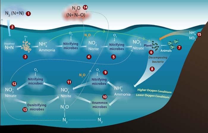 Natural Sources of Nitrous Oxide (N 2 O) Oceans. An important natural source of nitrous oxide emissions comes from the oceans.