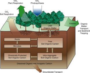 animals Soil management effects soil C C cycle and
