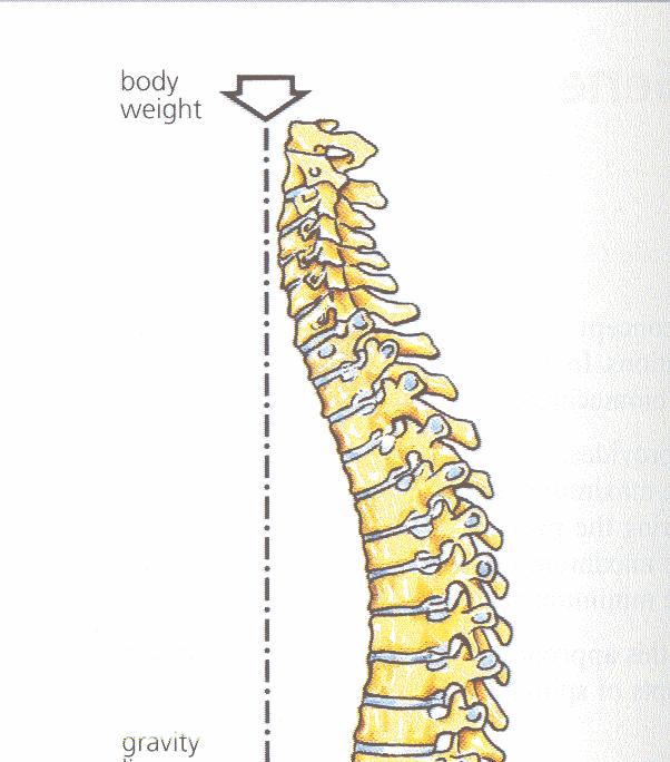 Spinal Biomechanics Body weight line
