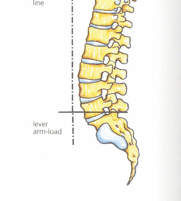 Vertebral body Anterior column