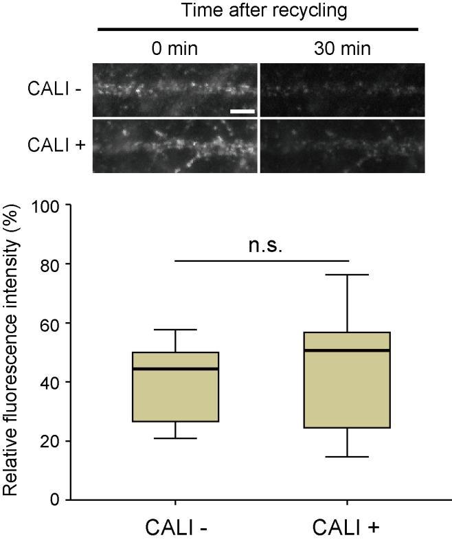 Supplementary Figure 3 Endosomal trafficking is not affected by CALI with Z9139-eosin.