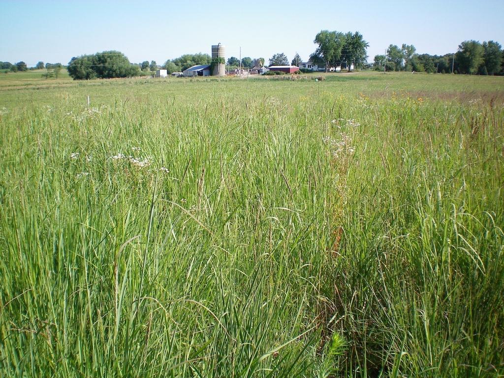 Managing warm-season grasses for pasture and bioenergy in the Prairie