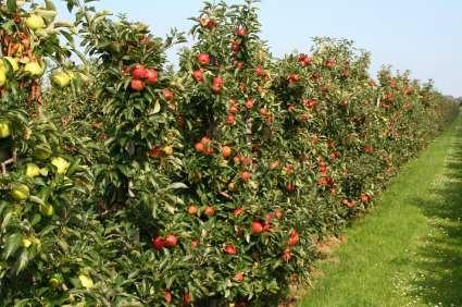 (typically where land value is high) Examples include fruit