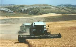 Grain Farming Commercial grain agriculture is distinguished from mixed crop and livestock farming because crops on a grain farm are grown primarily for consumption by humans rather than by livestock.