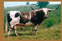 New cattle breeds introduced from Europe, such as the Hereford, offered superior meat but were not adapted to the old ranching system.