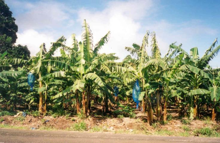 Plantation Farming The plantation is a form of commercial agriculture found in the tropics and subtropics, especially in Latin America, Africa, and Asia.