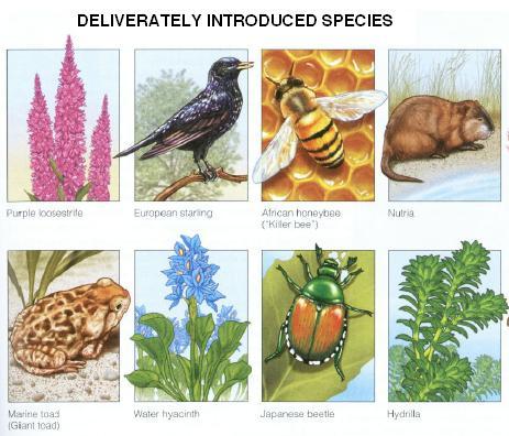 NONNATIVE SPECIES Deliberately Introduced Species Introduction of nonnative species can be beneficial or harmful.