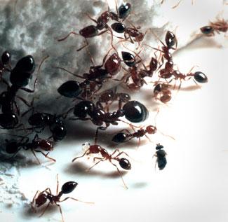 NONNATIVE SPECIES Accidentally Introduced Species Argentina fire ant was introduced accidentally into the United States.