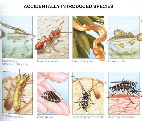 NONNATIVE SPECIES How to reduce the Threat Identify characteristics that allow species to become successful invaders Inspect types of goods coming into a country Pass