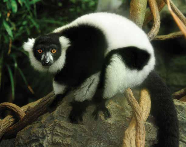 Madagascar: Makira REDD+ Madagascar is considered to be one of the top five biodiversity hotspots in the world.