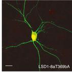 Rat cortical neuron differentiation (Toffolo et