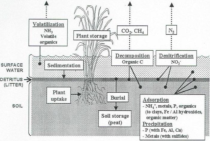 Water Quality & Wetlands Physical, Chemical & Biological Mechanisms Courtesy of the Soil and Water Science Department,