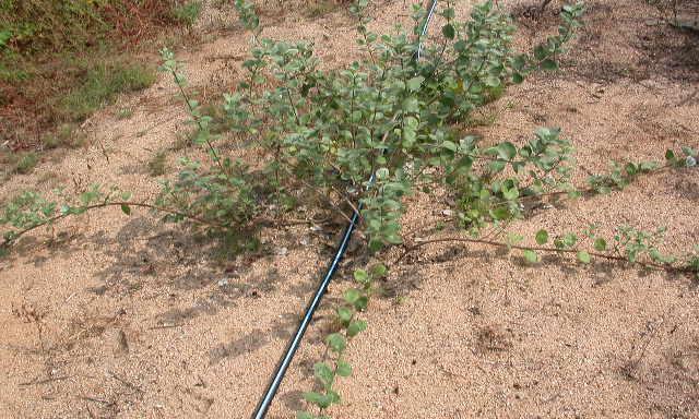 Field Studies: Cut stems and Spray Beach vitex planted in sand beds in 2006 and allowed to become