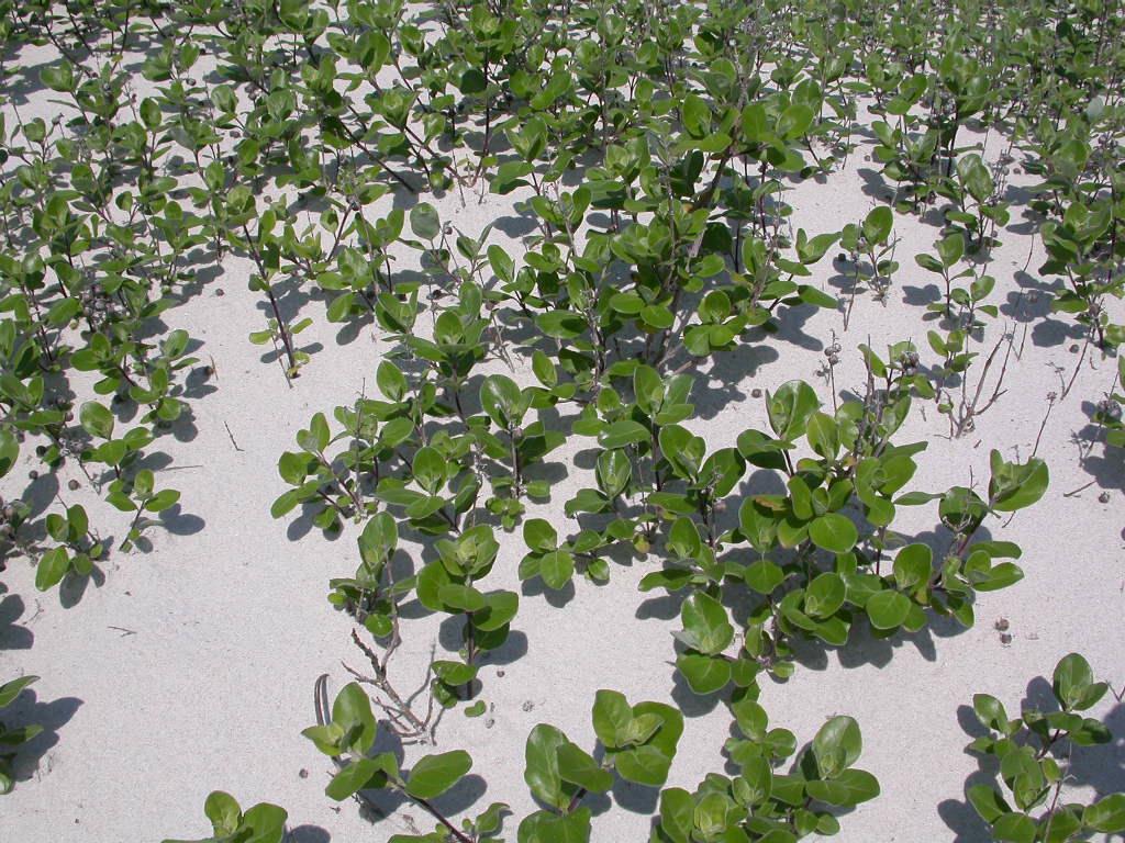 Beach vitex is a salt-tolerant, perennial invasive shrub that