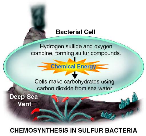 Chemosynthesis Deep Sea