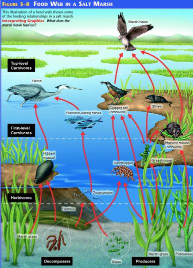 Food Webs A food web is a series of food chains that overlap in an ecosystem.