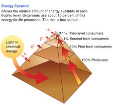 Ecological Pyramids Energy Pyramid Only part of the energy that is found in a trophic level is passed on to the next. Why?