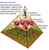 Biomass Pyramid The total amount of living tissue within a given trophic level is called biomass.