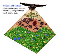 Pyramid of Numbers This pyramid is based on the number of organisms found in the ecosystem.